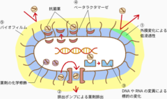 バイオフィルムで薬の影響を逃れる耐性菌。