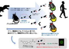 現代のルシフェラーゼの構造を元にして古代のルシフェラーゼの構造を逆算する