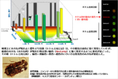 ホタル科が現れた１億年前は赤から緑に光の色が変わっていた