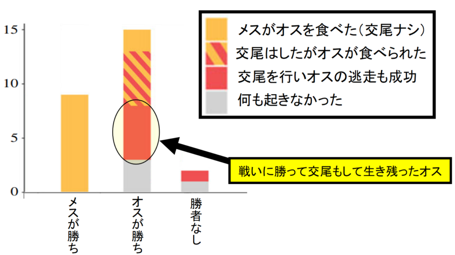 オスが負ければ100%メスに食べられる。買ったとしても交尾後に逃げられるのは全体の30%程度