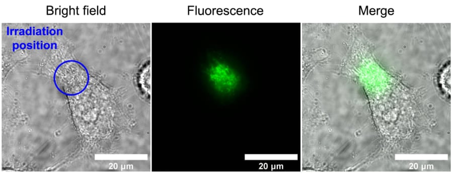 単一Hela細胞の特定の部分に青い光を照射すると、照射部分だけ細胞が発行する。