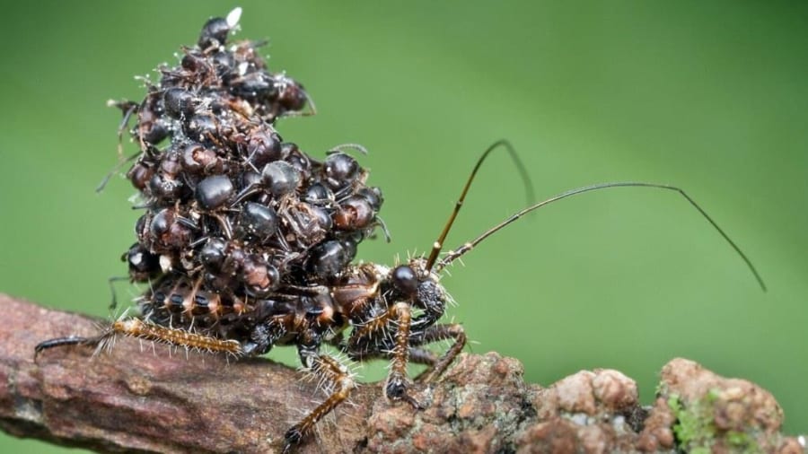 「暗殺虫（アサシンバグ）」の異名をもつムシの恐るべき習性とは?! アリの死体を山積みにして背負うワケ【画像注意】