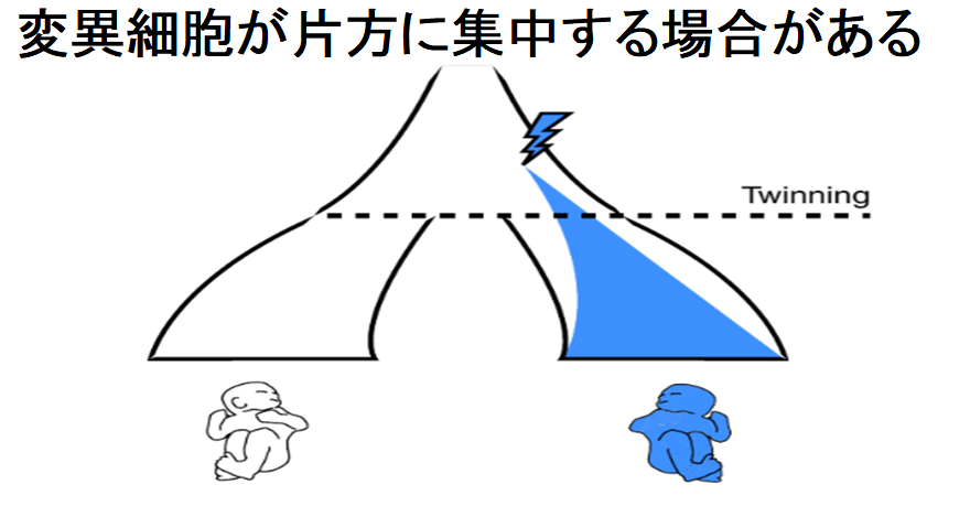 変異細胞が集中することで遺伝子に依存しない個性ができる