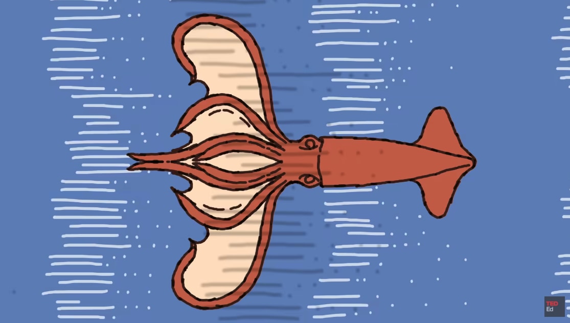 イカは「時速100kmで空を飛べる」って知ってた？ 羽のないイカが空を飛ぶ驚きの方法の画像 8/11