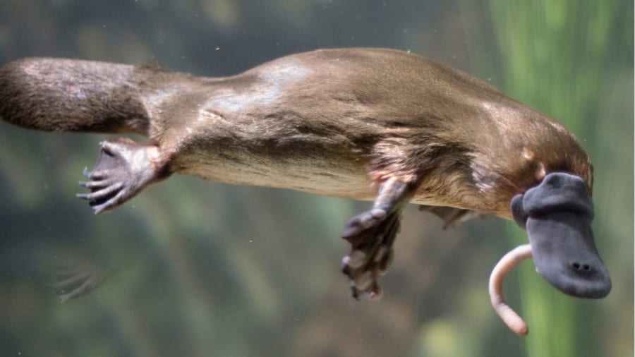 哺乳類・鳥類・ハ虫類の特徴を全て持つ「カモノハシ」が、産卵し汗で