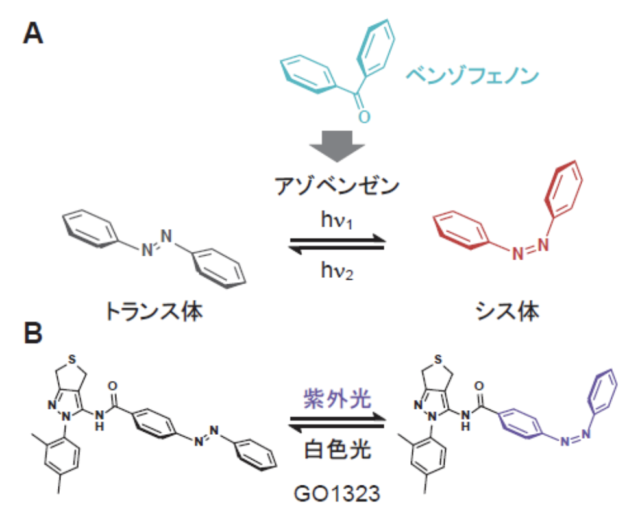 光によって構造の変化した化合物。