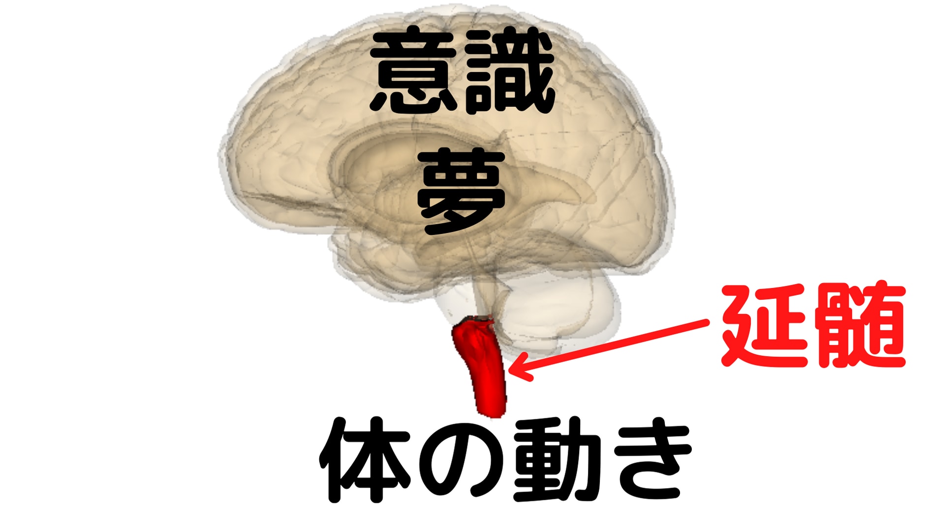 意識や夢が起きる場所と体の動き間にある延髄には睡眠時の体の動きを抑える制御機構が存在した