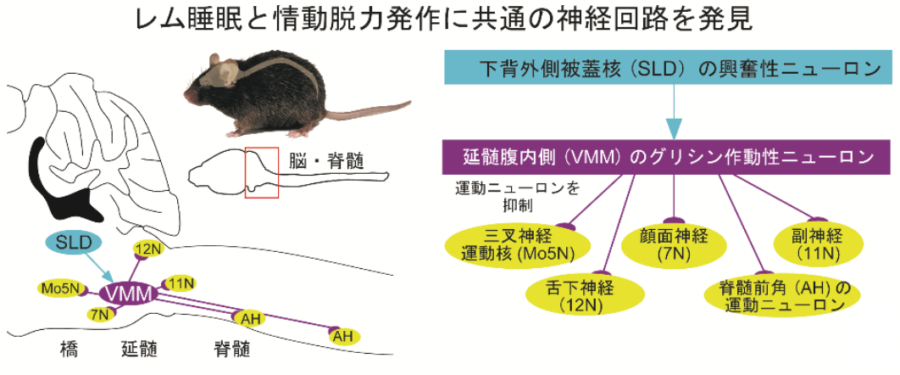 睡眠時に体の動きを抑える制御機構は体の各地にある運動ニューロンとつながっている