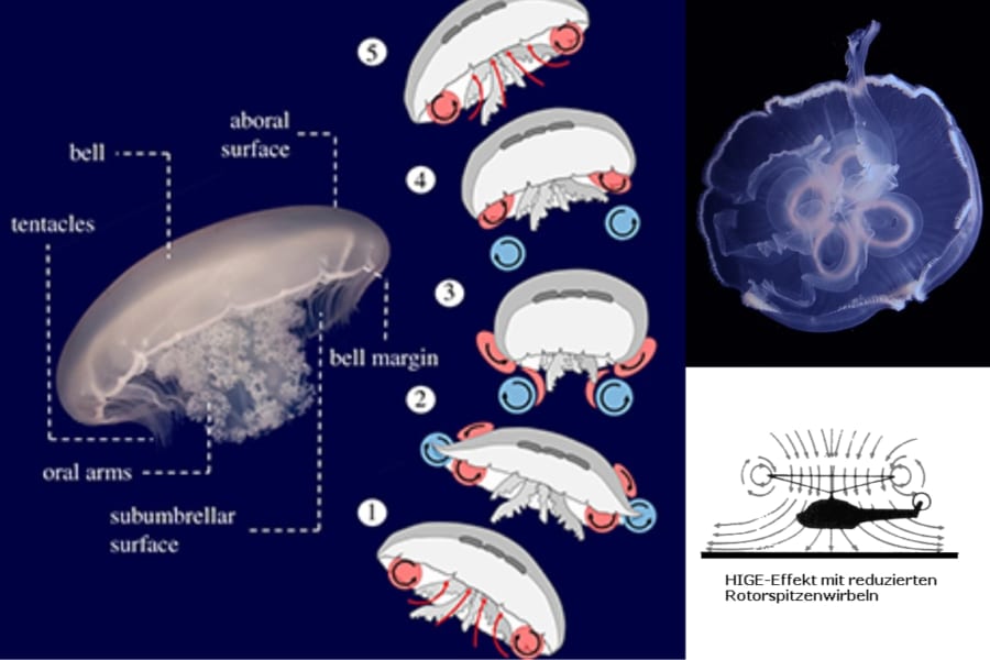 クラゲはヘリコプターと同じ「地面効果」を使って効率よく泳いでいた！ 胴体の下に2つの渦のリングを作成