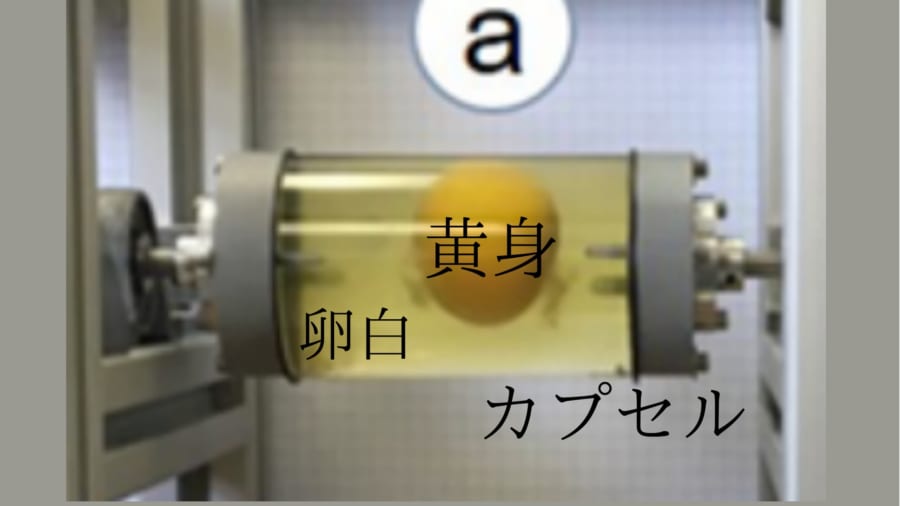 黄身は脳、卵白は髄液、カプセルを頭蓋骨の代替として装置を組んだ