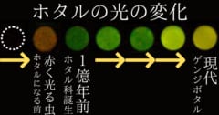 ホタルの先祖がホタル科を立ち上げる前は、無名の赤く光る虫だった