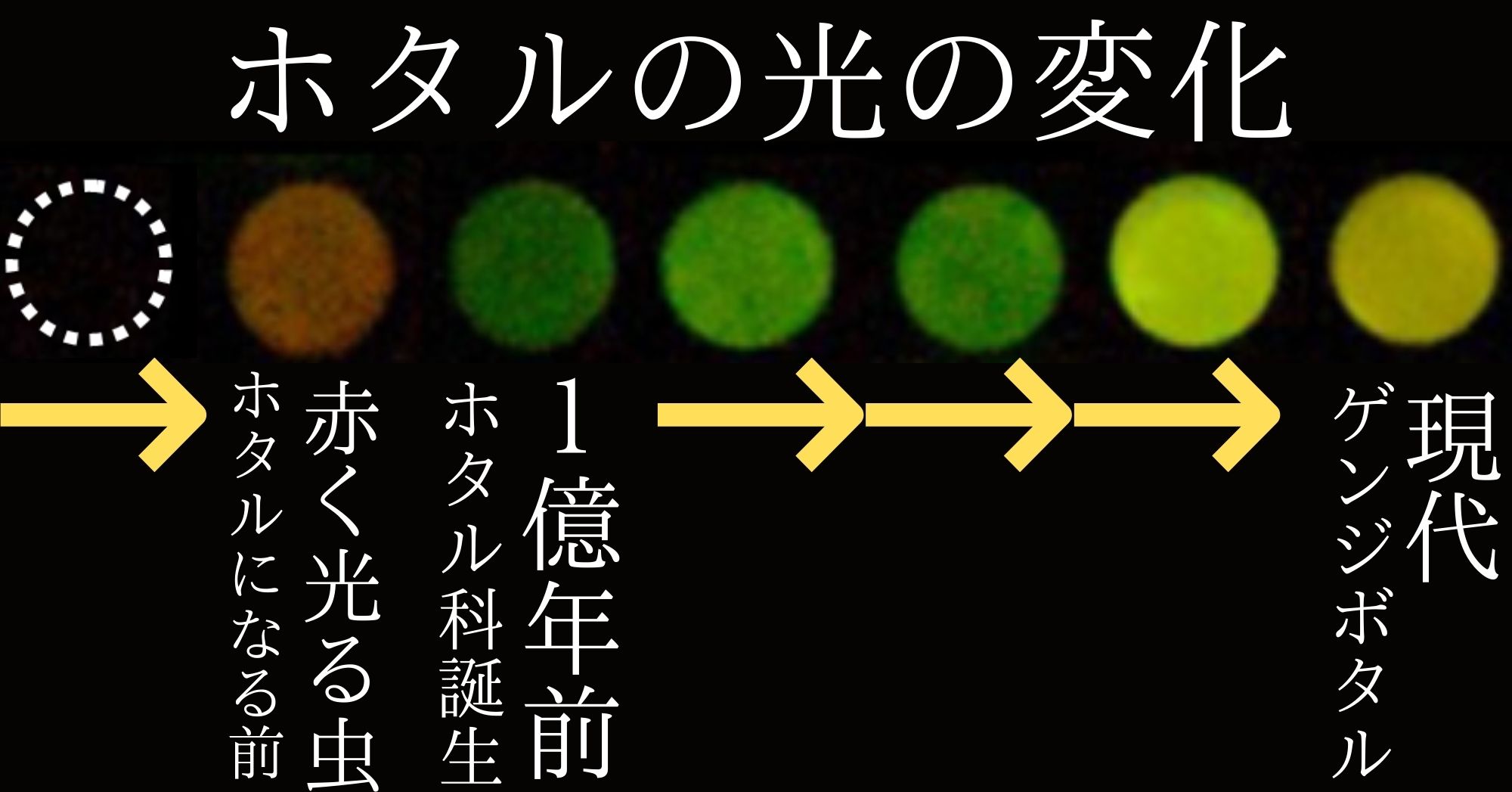 ホタルは共通の赤く光る虫を先祖にしている