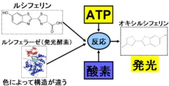 ルシフェリンとにATP（燃料）と酸素を加えてルシフェラーゼと混ぜると発行体ができる