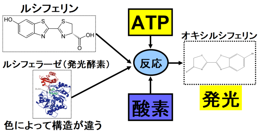 ルシフェリンとにATP（燃料）と酸素を加えてルシフェラーゼと混ぜると発行体ができる