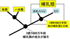 カモノハシは他の哺乳類と2億年近く前に分れた遠い遠い親戚