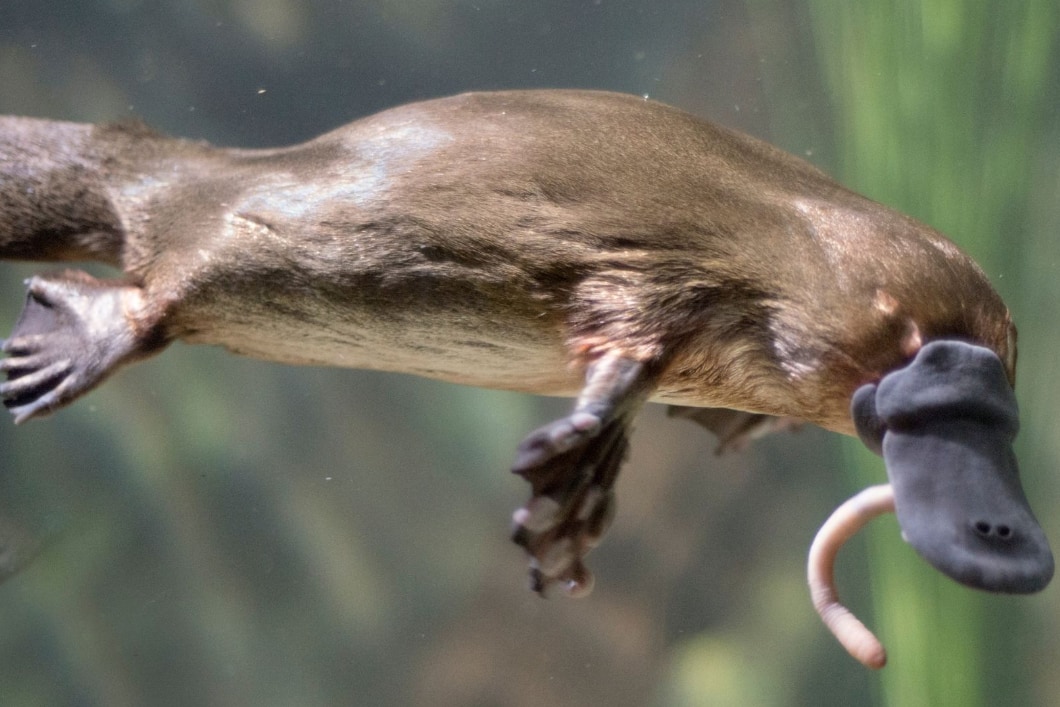 哺乳類・鳥類・ハ虫類の特徴を全て持つ「カモノハシ」が、産卵し汗で