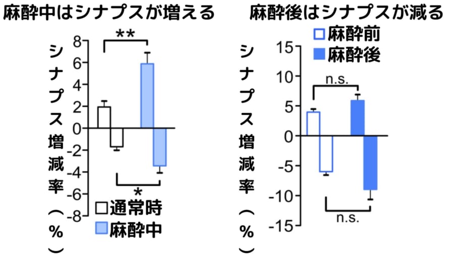 麻酔がはじまるとシナプスが増えるが、麻酔後には大きく減ってしまう。麻酔後に減るのは麻酔を行うより前のシナプス。つまり麻酔前の記憶が失われる可能性がある