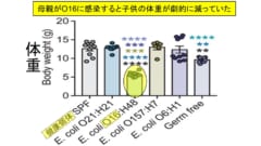 大腸菌「O16」に感染した母親から生まれた赤ちゃんマウスは異常に痩せていた