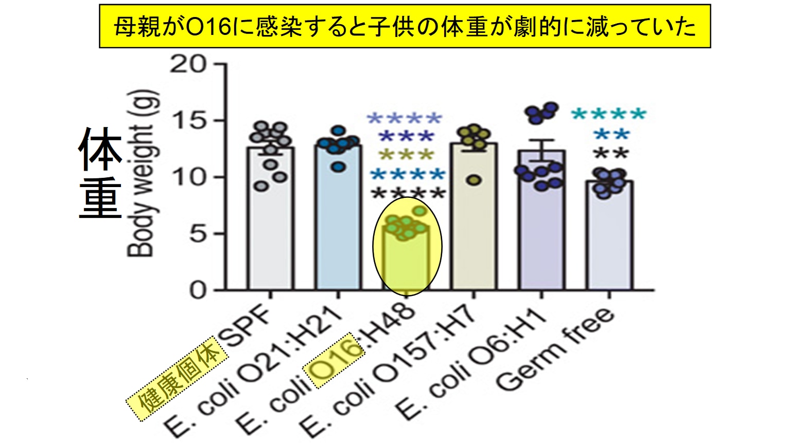 大腸菌「O16」に感染した母親から生まれた赤ちゃんマウスは異常に痩せていた