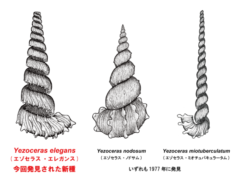 3種のエゾセラス属