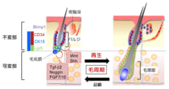 自然な毛は再生と退縮を繰り返す