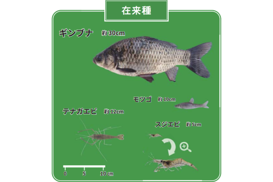 見つかった在来種の写真