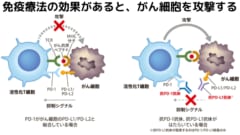 免疫療法が正しく効果を発揮できると、免疫細胞ががん細胞を攻撃できるようになる。しかし一部の患者ではこの仕組みが発動しない