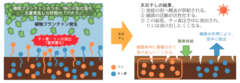 かいぼりをすると池の水がきれいになる理由