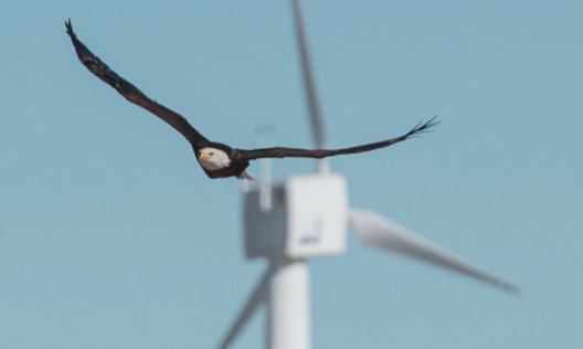 風力発電機のバードストライクを解決！ 鳥が近づくとプロペラを止める「スマートカメラ」がワシの命を救う