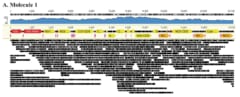 ミトコンドリア遺伝子を読み取っている図。