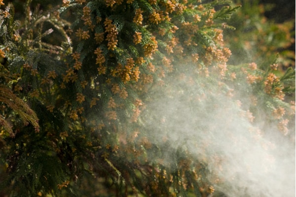 花粉症の無い未来が来る!? 「無花粉スギ」を生み出す遺伝子変異が特定される