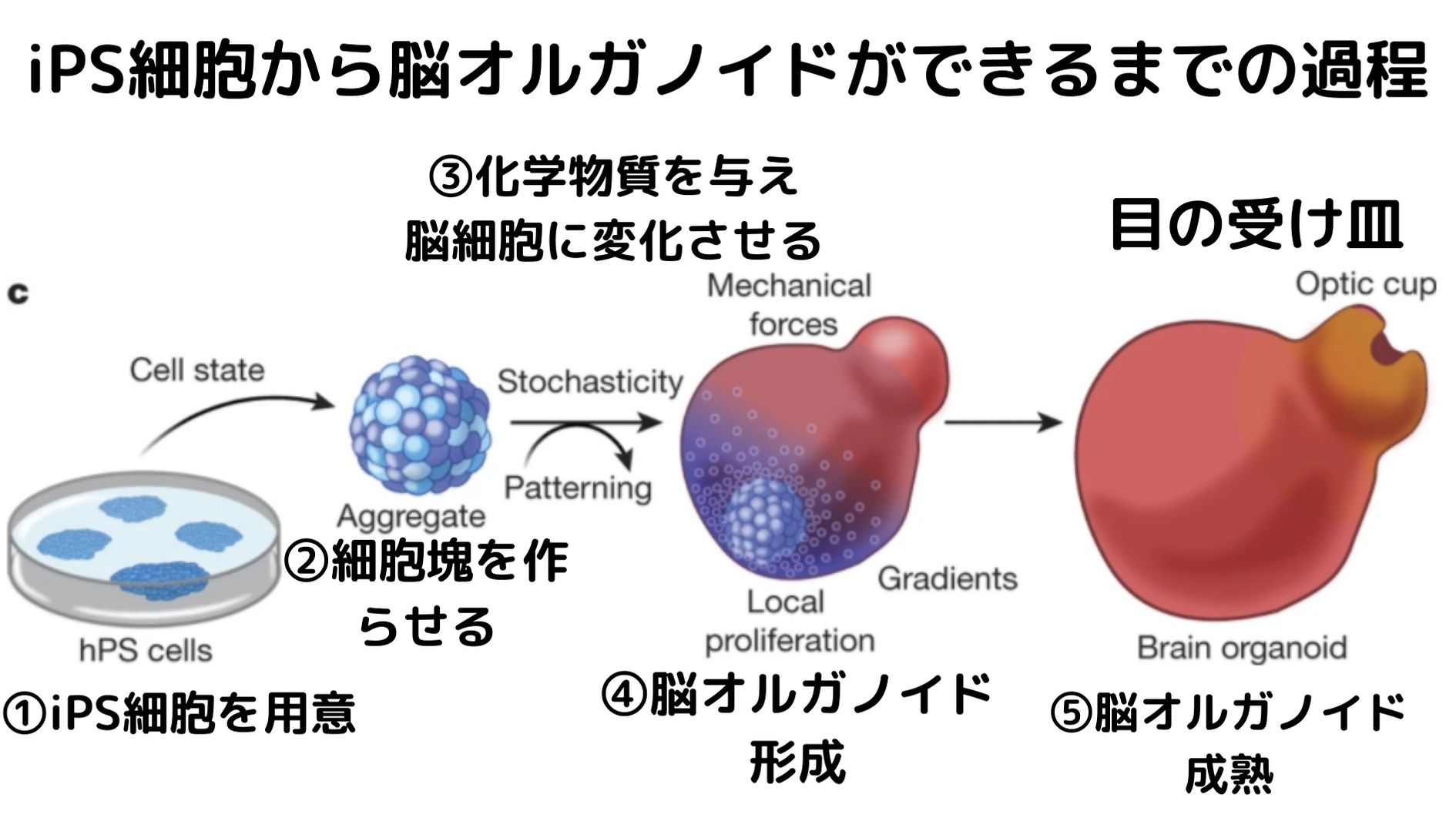 脳オルガノイドはiPS細胞を変化させることで作り出す