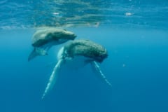 クジラは癌の発症リスクが非常に低い。