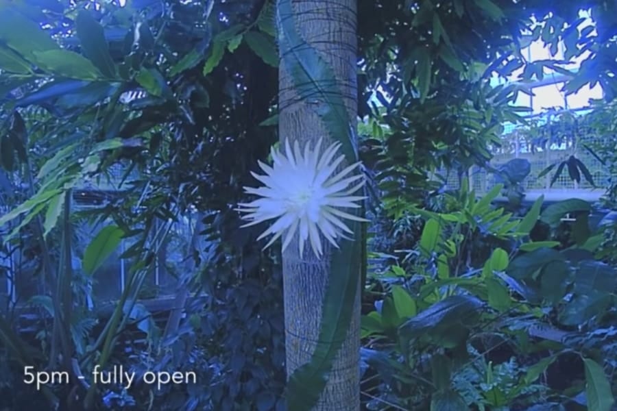 12時間しか花を咲かせない「ムーンフラワー」の開花に成功！