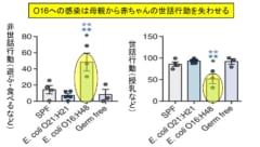 赤ちゃんマウスが痩せていたのは、母親が大腸菌性のネグレクトを発症していたから