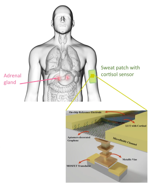 汗に含まれるコルチゾールを検出するパッチ