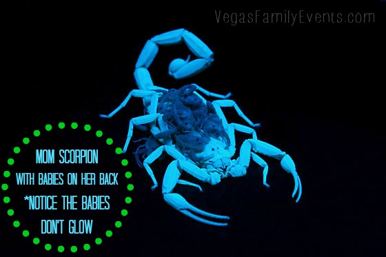 Mom-Scorpion-with-Babies-on-her-Backの画像