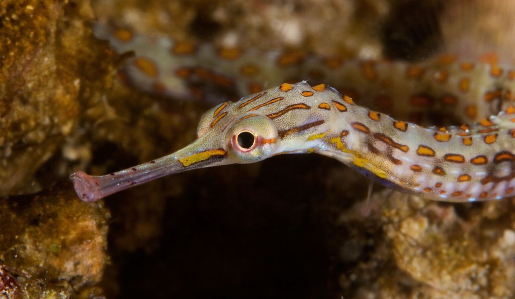 泳ぎベタな「タツノオトシゴ」が世界各地に広がれた理由を解明！「海流」と「適応力」がカギの画像