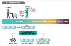 がん抑制遺伝子の働き。