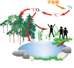 炭素14が植物に取り込まれるまで。