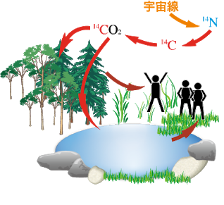 炭素14が植物に取り込まれるまで。