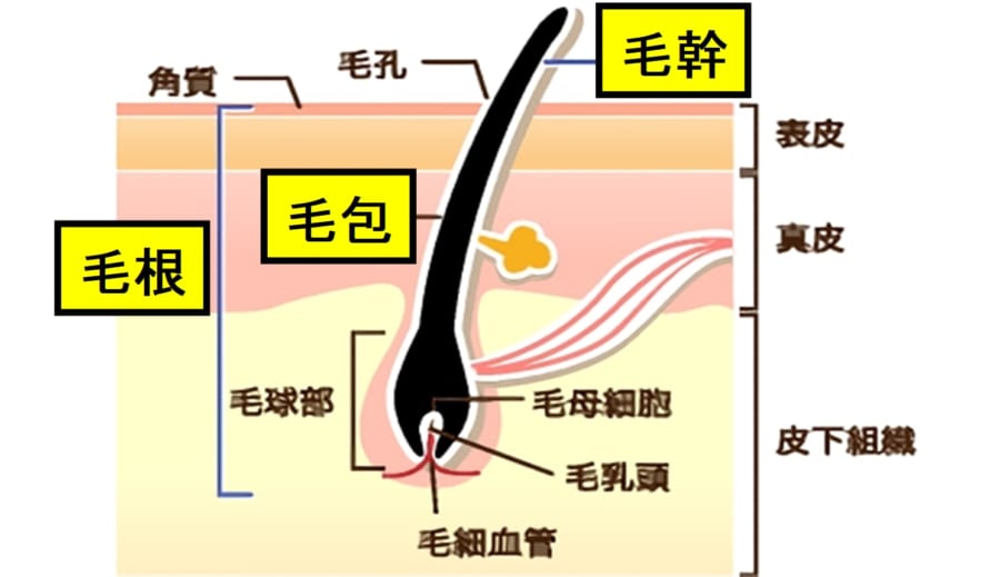 毛包は毛を包む器官