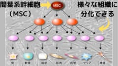 本記事で言う幹細胞は間葉系幹細胞である。間葉系幹細胞はiPS細胞ほどではないが、様々な組織に分化できる