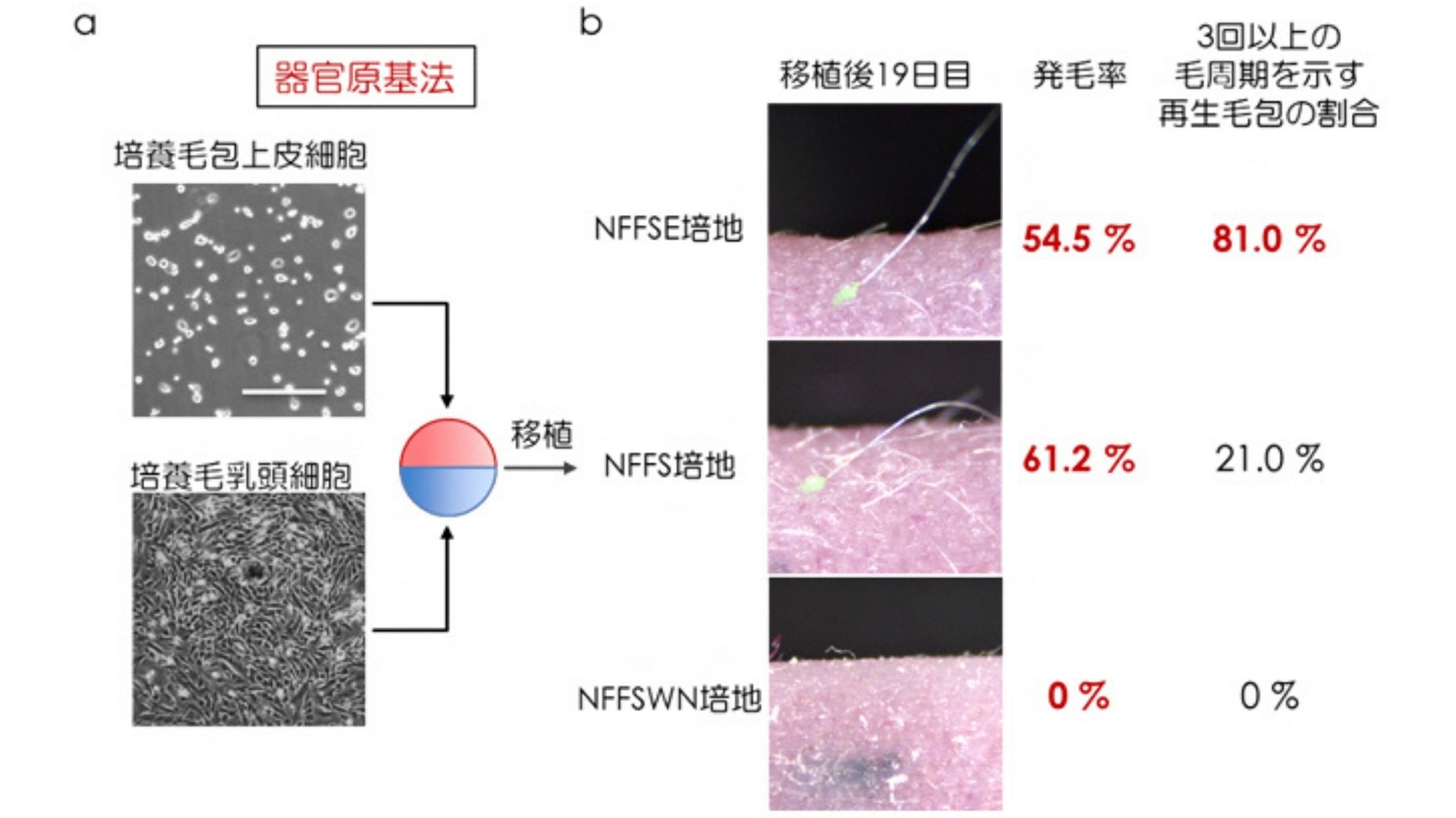 NFFSE培地で培養が行われると高確率で3回以上のはえかわりをみせた