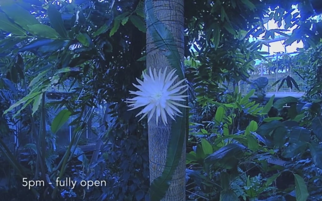 開花した「ムーンフラワー」