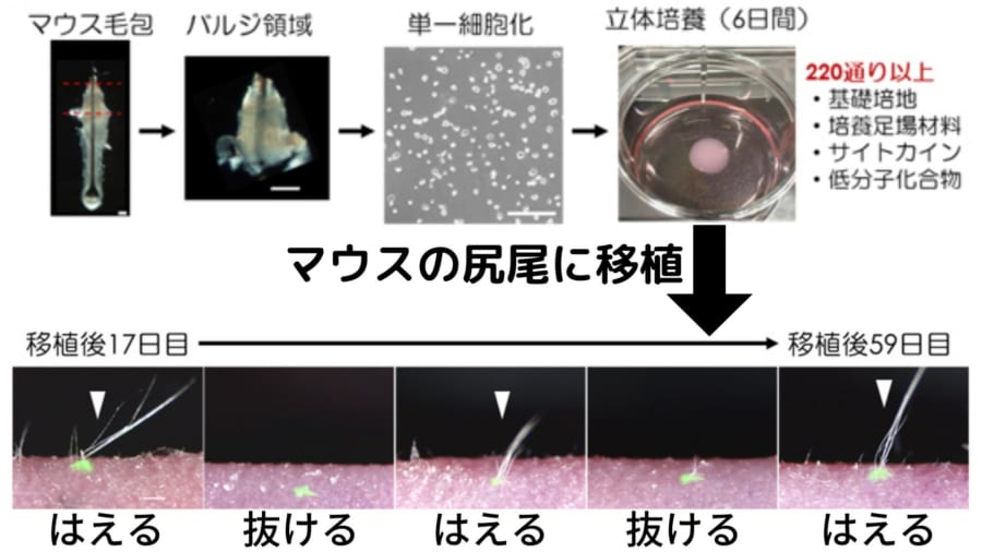 実験では80%の確率で3回以上のはえかわりが起きた