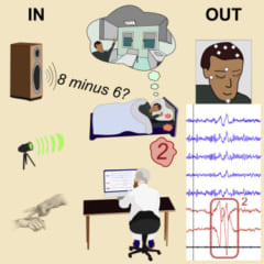 外からのサイン（IN）、被験者の応答（OUT）