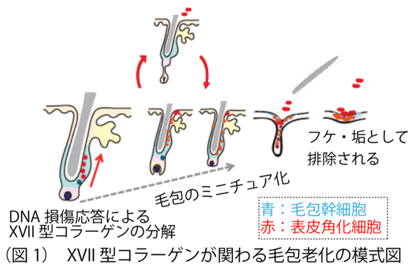 毛包老化の模式図。