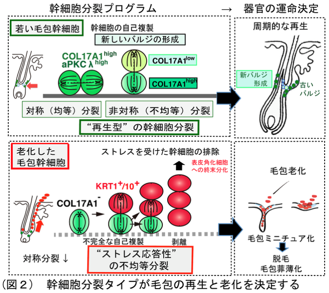 幹細胞分裂タイプが毛包の再生と老化を決定している。