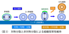 細胞の対称分裂と非対称分裂。